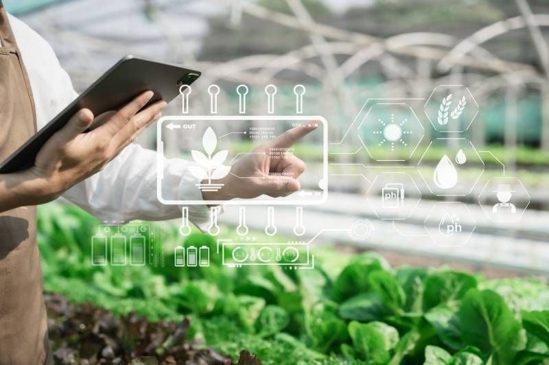 A Comparison of Soil-Based and Hydroponic Commercial Greenhouse Systems A Comparison of Soil-Based and Hydroponic Commercial Greenhouse Systems